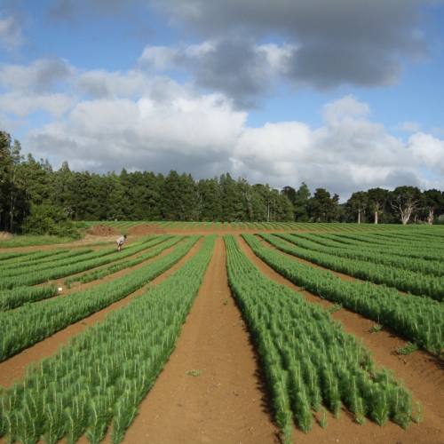 Silviculture Nursery IMG_3549.JPG