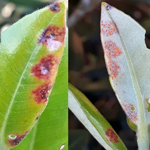 Myrtle rust on pohutukawa leaves