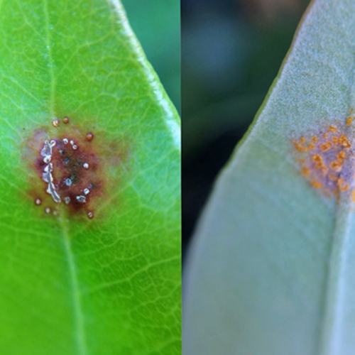 more myrtle rust on pohutukawa leaves