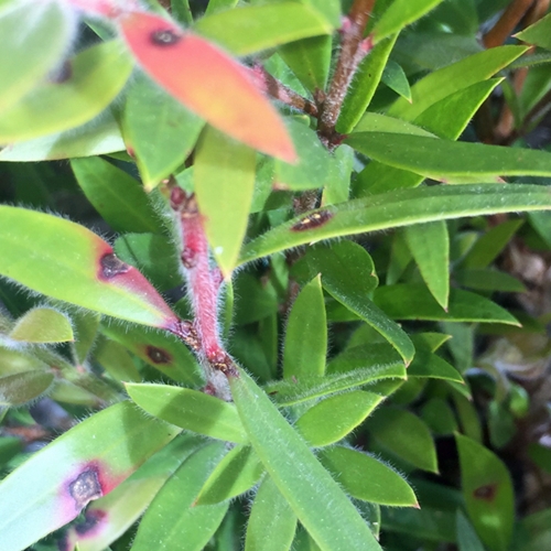 Example of myrtle rust