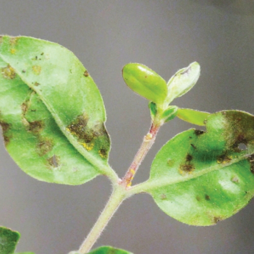 Myrtle rust seen from underside of leaf